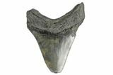 3.91" Fossil Megalodon Tooth - Feeding Damaged Tip - #168130-1